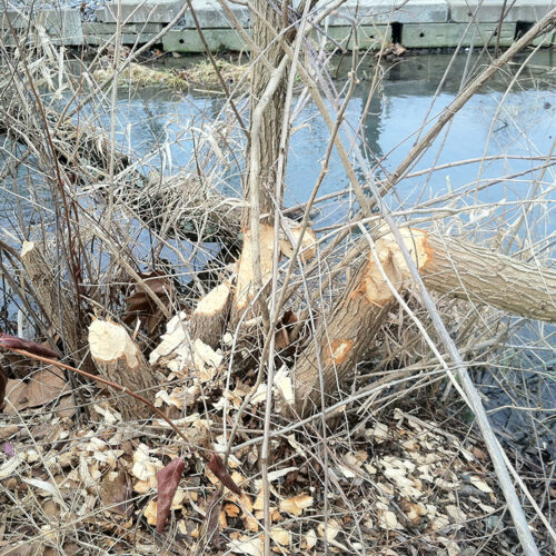 Pest Beaver Trapping